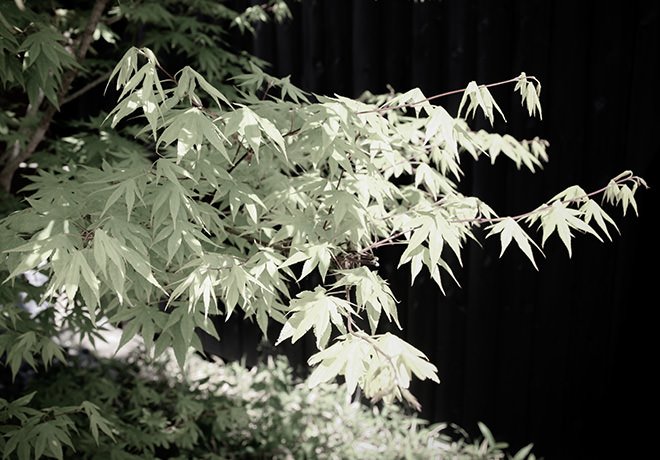花の冠
